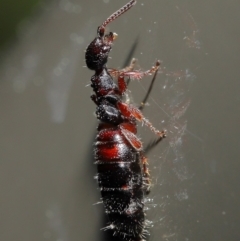 Tiphiidae (family) (Unidentified Smooth flower wasp) at Acton, ACT - 20 Sep 2019 by TimL