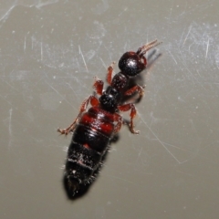 Tiphiidae (family) at Acton, ACT - 20 Sep 2019