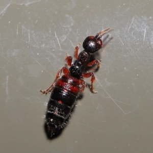 Tiphiidae (family) at Acton, ACT - 20 Sep 2019 01:51 PM