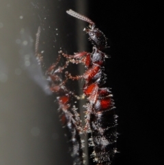 Tiphiidae (family) at Acton, ACT - 20 Sep 2019 01:51 PM