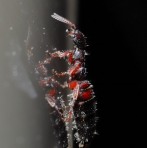 Tiphiidae (family) at Acton, ACT - 20 Sep 2019