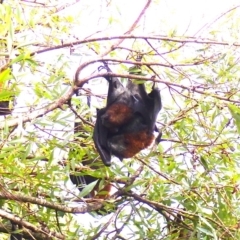 Pteropus poliocephalus (Grey-headed Flying-fox) at Bega, NSW - 26 Jan 2019 by MatthewHiggins