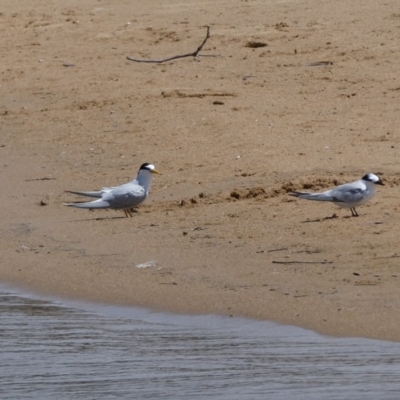 Sternula albifrons (Little Tern) at Tathra, NSW - 12 Dec 2018 by MatthewHiggins