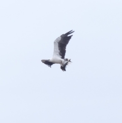 Haliaeetus leucogaster (White-bellied Sea-Eagle) at Tathra, NSW - 1 Feb 2019 by MatthewHiggins