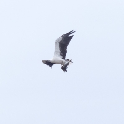 Haliaeetus leucogaster (White-bellied Sea-Eagle) at Tathra, NSW - 1 Feb 2019 by MatthewHiggins