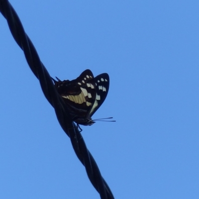 Charaxes sempronius (Tailed Emperor) at Bega, NSW - 2 Apr 2019 by MatthewHiggins