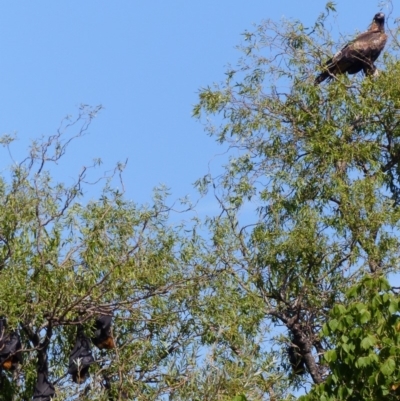 Aquila audax (Wedge-tailed Eagle) at Bega, NSW - 17 Feb 2019 by MatthewHiggins