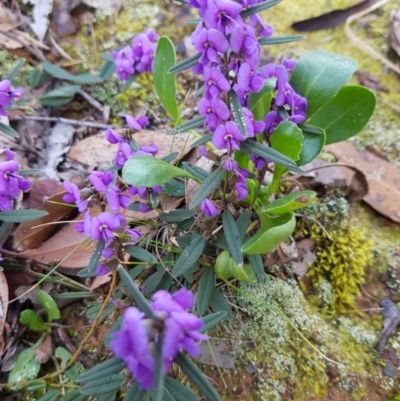 Hovea heterophylla (Common Hovea) at Lake Ginninderra - 20 Sep 2019 by Jiggy