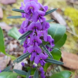 Hovea heterophylla at Belconnen, ACT - 21 Sep 2019