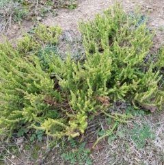 Dysphania multifida (Scented Goosefoot) at Bonner, ACT - 5 Jul 2019 by Jiggy