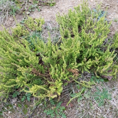 Dysphania multifida (Scented Goosefoot) at Bonner, ACT - 5 Jul 2019 by Jiggy