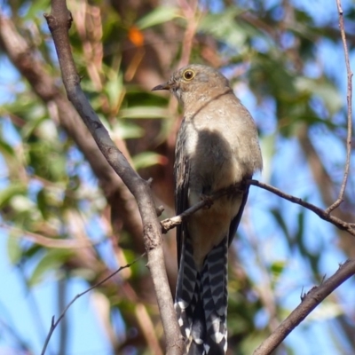 Cacomantis flabelliformis (Fan-tailed Cuckoo) at Black Range, NSW - 15 Apr 2019 by MatthewHiggins