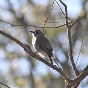 Colluricincla harmonica at Gundaroo, NSW - 22 Sep 2019