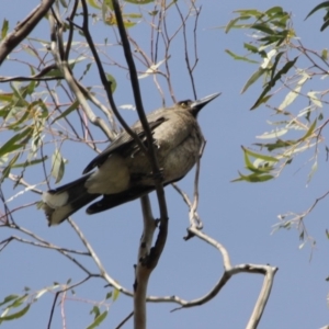 Strepera versicolor at Isaacs Ridge - 22 Sep 2019 11:14 AM