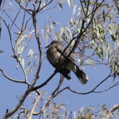 Strepera versicolor at Isaacs Ridge - 22 Sep 2019