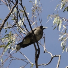 Strepera versicolor at Isaacs Ridge - 22 Sep 2019