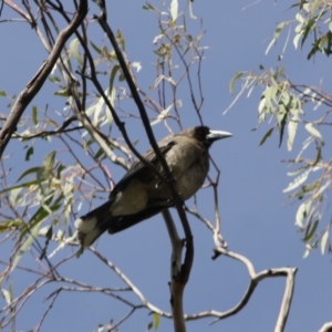 Strepera versicolor at Isaacs Ridge - 22 Sep 2019 11:14 AM