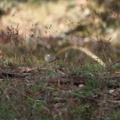 Pyrrholaemus sagittatus (Speckled Warbler) at Isaacs Ridge - 22 Sep 2019 by LisaH