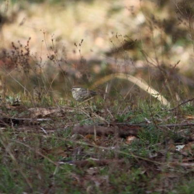 Pyrrholaemus sagittatus (Speckled Warbler) at Jerrabomberra, ACT - 22 Sep 2019 by LisaH