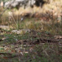 Pyrrholaemus sagittatus at Isaacs Ridge - 22 Sep 2019 11:06 AM