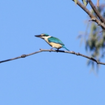 Todiramphus sanctus (Sacred Kingfisher) at Isaacs Ridge - 22 Sep 2019 by LisaH