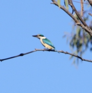 Todiramphus sanctus at Isaacs Ridge - 22 Sep 2019