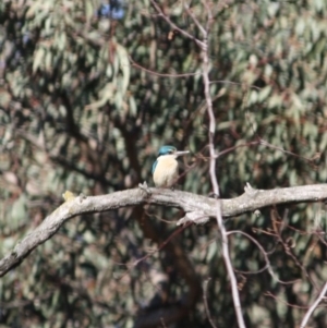 Todiramphus sanctus at Isaacs Ridge - 22 Sep 2019