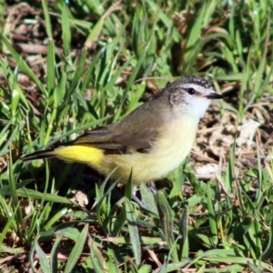 Acanthiza chrysorrhoa at Forde, ACT - 22 Sep 2019 12:00 AM