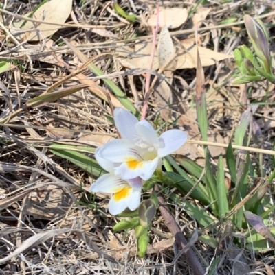 Freesia leichtlinii subsp. leichtlinii x Freesia leichtlinii subsp. alba (Freesia) at Weston, ACT - 22 Sep 2019 by AliceH