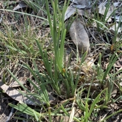 Lomandra sp. (A Matrush) at Weston, ACT - 22 Sep 2019 by AliceH