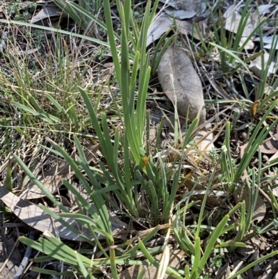 Lomandra sp. (A Matrush) at Weston, ACT - 22 Sep 2019 by AliceH