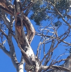 Callocephalon fimbriatum (Gang-gang Cockatoo) at GG229 - 22 Sep 2019 by KL