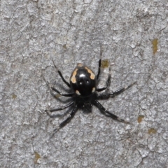 Euryopis sp. (genus) (An ant eating spider) at ANBG - 20 Sep 2019 by TimL