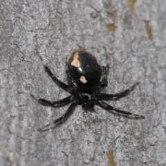 Euryopis sp. (genus) at Hackett, ACT - 20 Sep 2019