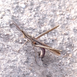 Acrida conica at Black Range, NSW - 19 Apr 2019 03:23 PM
