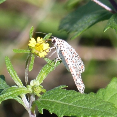 Utetheisa pulchelloides (Heliotrope Moth) at Black Range, NSW - 31 Mar 2019 by MatthewHiggins