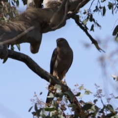 Tachyspiza fasciata (Brown Goshawk) at Deakin, ACT - 22 Sep 2019 by LisaH