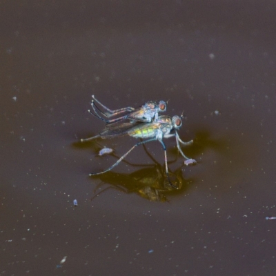 Ephydridae sp. (family) (Shore Flies) at Jerrabomberra Wetlands - 21 Sep 2019 by Marthijn