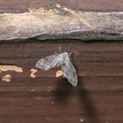 Psychodidae sp. (family) (Moth Fly, Drain Fly) at Acton, ACT - 20 Sep 2019 by TimL