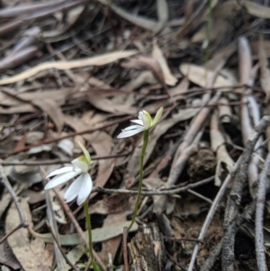 Caladenia fuscata at Hackett, ACT - suppressed