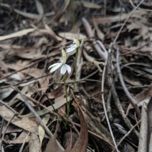 Caladenia fuscata at Hackett, ACT - suppressed