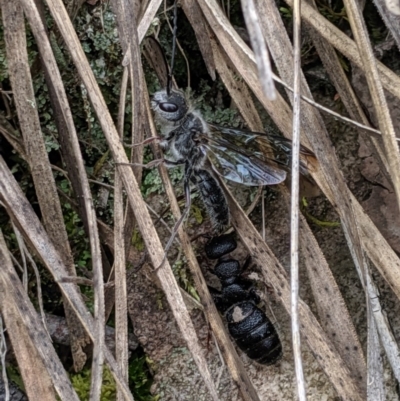 Tiphiidae (family) (Unidentified Smooth flower wasp) at Hackett, ACT - 22 Sep 2019 by MattM