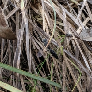 Tiphiidae (family) at Hackett, ACT - 22 Sep 2019