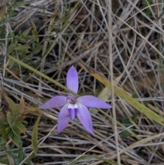 Glossodia major (Wax Lip Orchid) at Hackett, ACT - 22 Sep 2019 by MattM