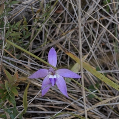 Glossodia major (Wax Lip Orchid) at Hackett, ACT - 22 Sep 2019 by MattM