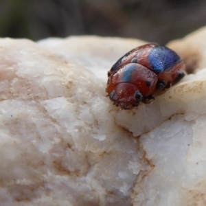 Calomela curtisi at Yass River, NSW - 22 Sep 2019 04:34 PM