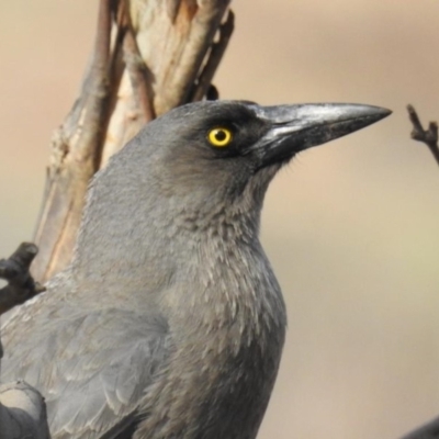 Strepera versicolor (Grey Currawong) at Denman Prospect 2 Estate Deferred Area (Block 12) - 21 Sep 2019 by HelenCross