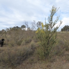 Acacia pravissima (Wedge-leaved Wattle, Ovens Wattle) at Rugosa - 22 Sep 2019 by SenexRugosus