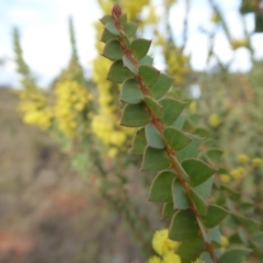 Acacia pravissima at Yass River, NSW - 22 Sep 2019