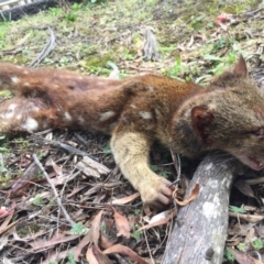 Dasyurus maculatus (Spotted-tailed Quoll) at Mongarlowe River - 21 Sep 2019 by AndrewCB